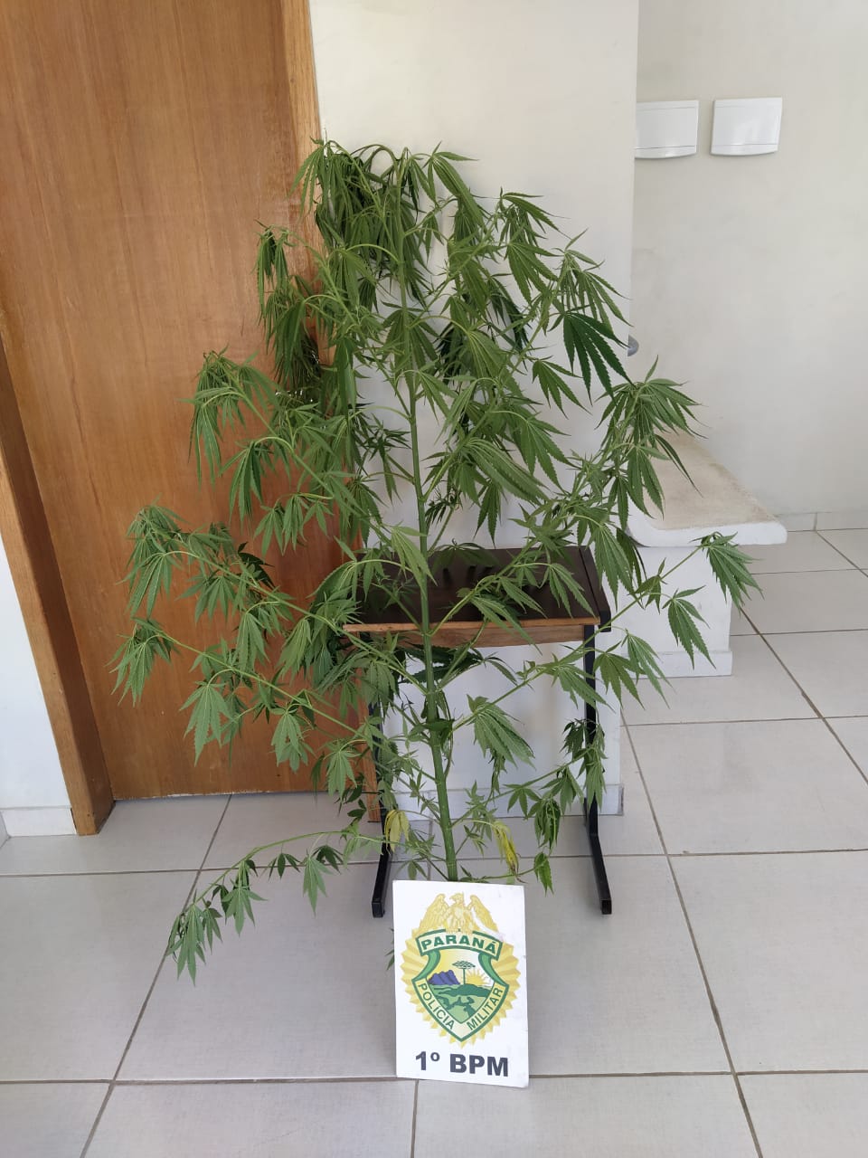 Pés de maconha são encontrados em residência abandonada em Ponta Grossa