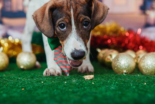 Ensaio natal pet