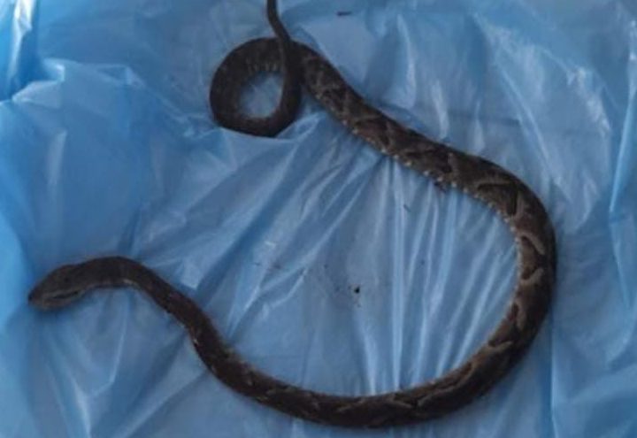 Menino de 5 anos é hospitalizado após picada de jararaca