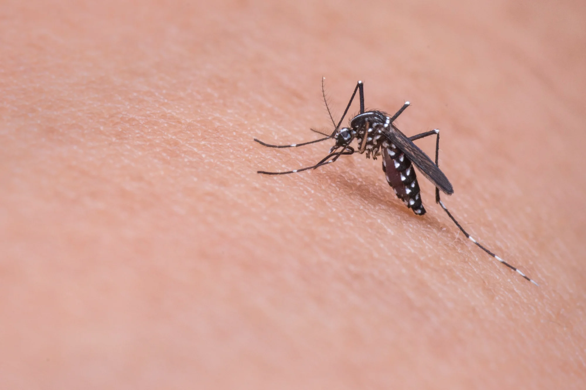 Dengue se torna uma crise de saúde no Brasil, e ultrapassa 1 milhão de casos em dois meses