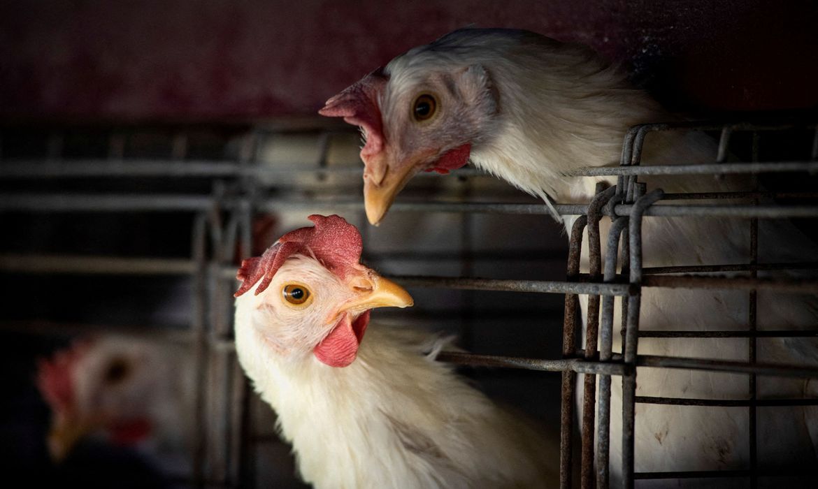 Suspeita de gripe aviária em humano tem resultado divulgado pela Saúde