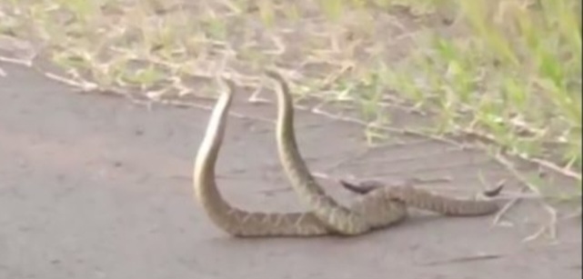 Vídeo: Morador flagra acasalamento de cobras no PR