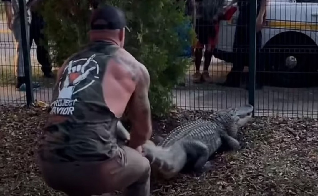 Vídeo: Lutador de MMA enfrenta crocodilo de 3 metros e vence batalha