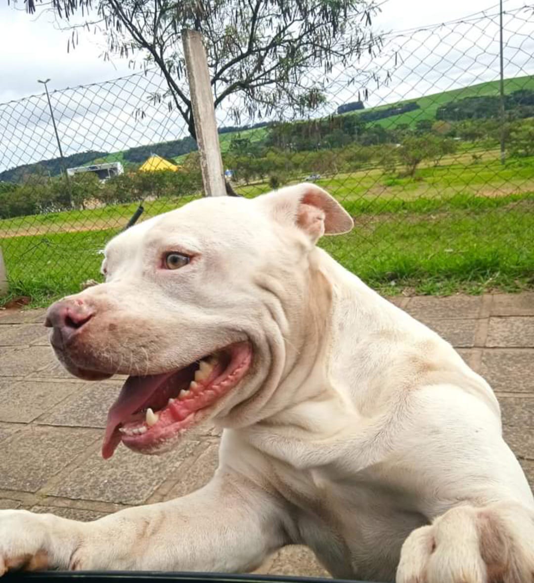 Após 1h longe do lar, cão da raça Pit Bull volta para casa em PG