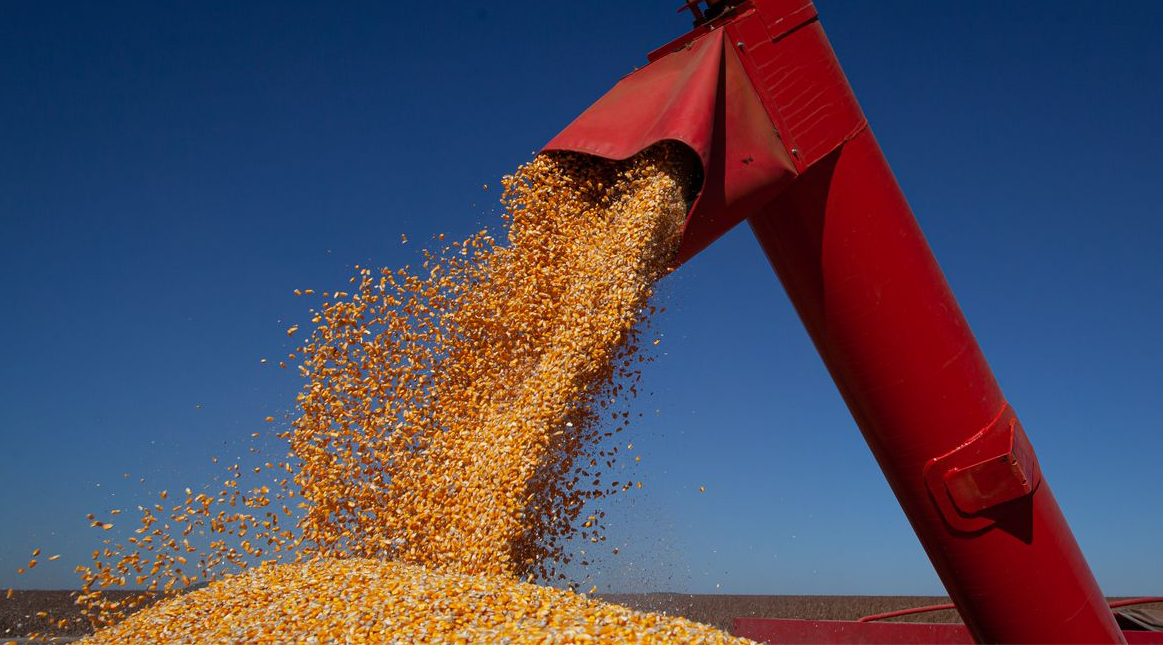 Saiba como o fim do acordo de grãos entre Rússia e Ucrânia pode favorecer agropecuária do PR