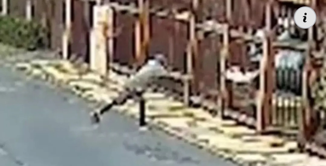 Vídeo: homem levanta cachorro pela coleira e arremessa em portão