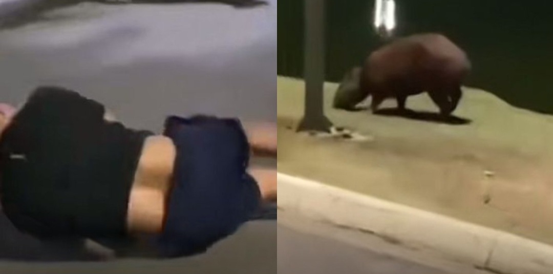 Vídeo: Capivara atropela homem e viraliza nas redes no Paraná