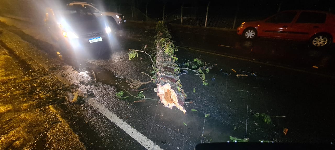 Temporal derruba pinheiro e provoca acidente em Ponta Grossa