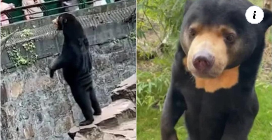 Vídeo: Zoológico faz revelação sobre o caso do urso que parece humano
