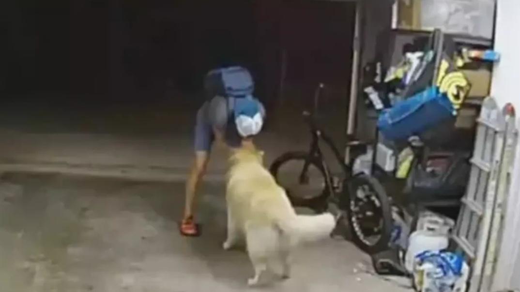 Vídeo: Ladrão interrompe crime para fazer carinho em cão: “Você é tão legal”