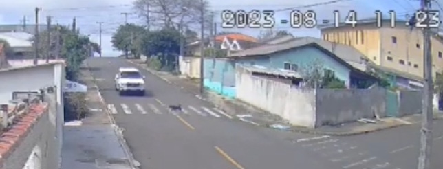Vídeo: Cachorro morre atropelado na faixa de pedestre em PG