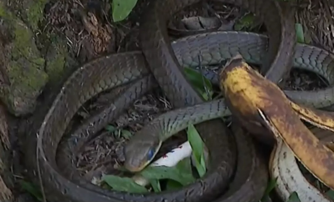 Cobra assusta passageiros do transporte coletivo e resgate mobiliza bombeiros no PR