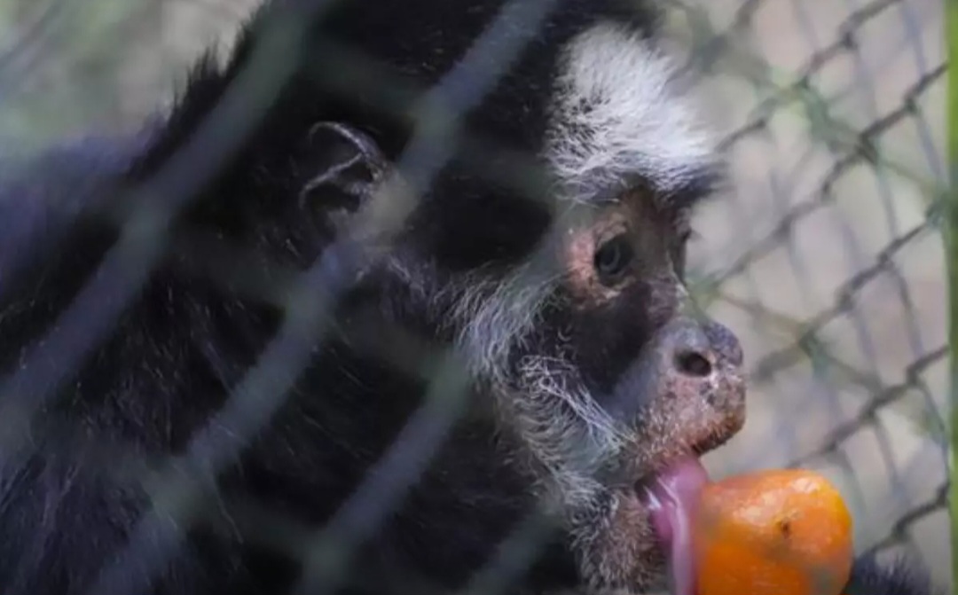 Animais do Zoológico de Curitiba ganham picolés para enfrentar calor