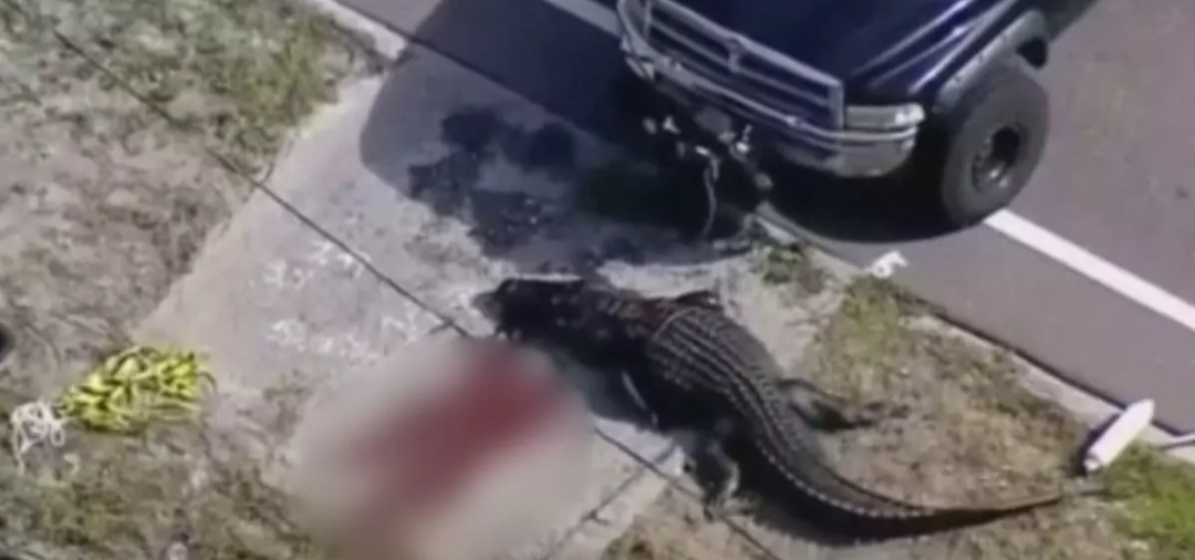 Vídeo mostra crocodilo de 4 metros com cadáver de mulher na boca