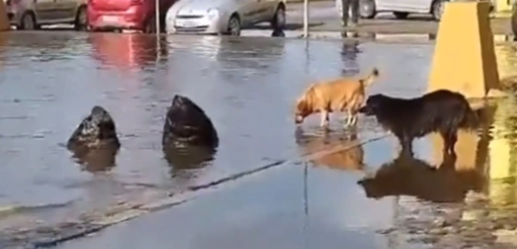 Vídeo: lobos-marinhos se encontram com cães após alagamento no RS