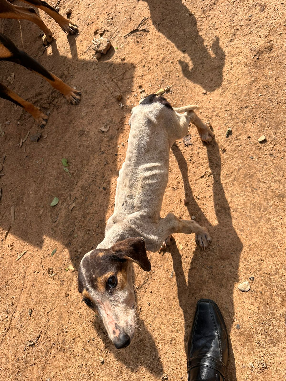 Idoso é preso após polícia encontrar cão morto e outros 7 desnutridos em Imbituva