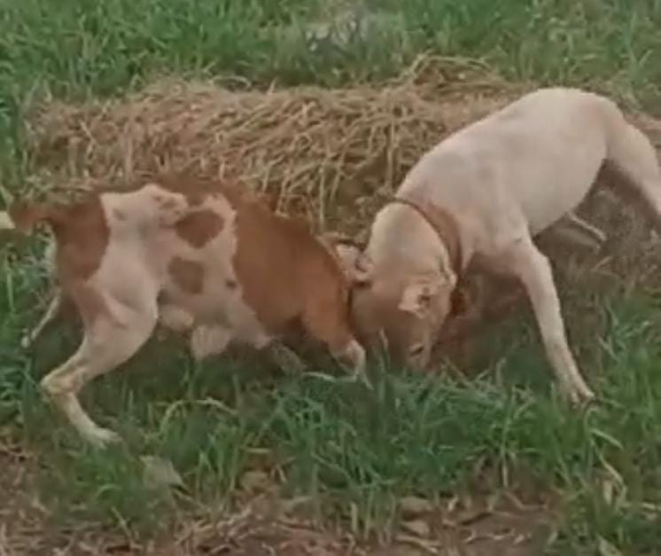 Vídeo: cães da raça Pit Bull soltos na rua “devoram” cão em Ponta Grossa