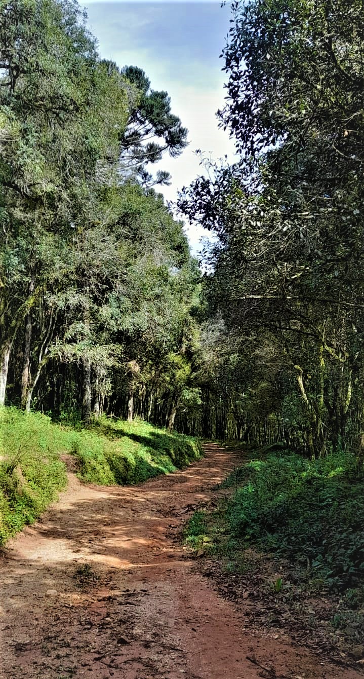 Terra Nova recebe 7º edição da Caminhada Internacional na Natureza neste domingo (17)