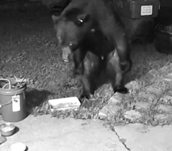 Câmera de segurança registra gato colocando urso-negro para correr e vídeo viraliza