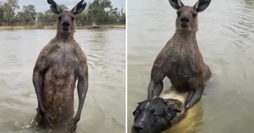 VÍDEO: Homem ‘sai na mão’ com canguru que tentava afogar seu cachorro