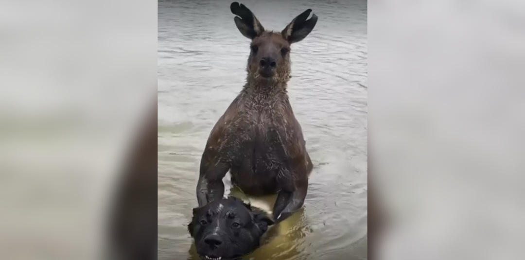 Vídeo: Ex-policial troca socos com canguru para salvar cachorro