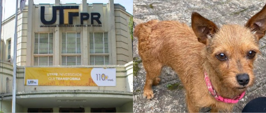 UTFPR se manifesta após professor ser suspeito de matar cachorra no PR