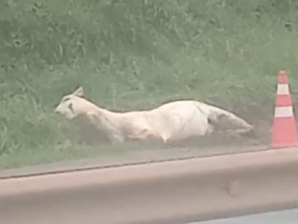 Vídeo: cavalo agoniza após ser atropelado em Ponta Grossa