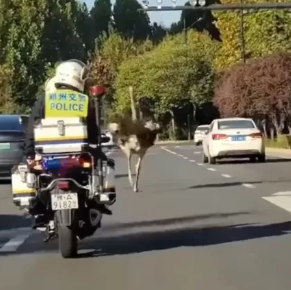 VÍDEO: Avestruz foge de quintal e corre por quilômetros em rodovia