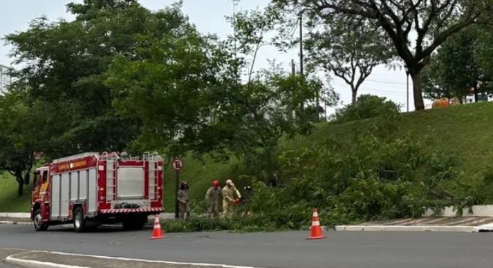 Árvore caída bloqueia parcialmente rua no Centro de Ponta Grossa.
