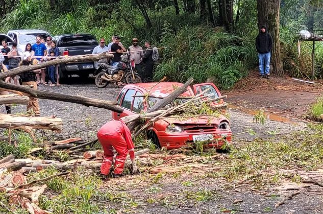 Homem morre em Ponta Grossa após árvore cair em cima de carro