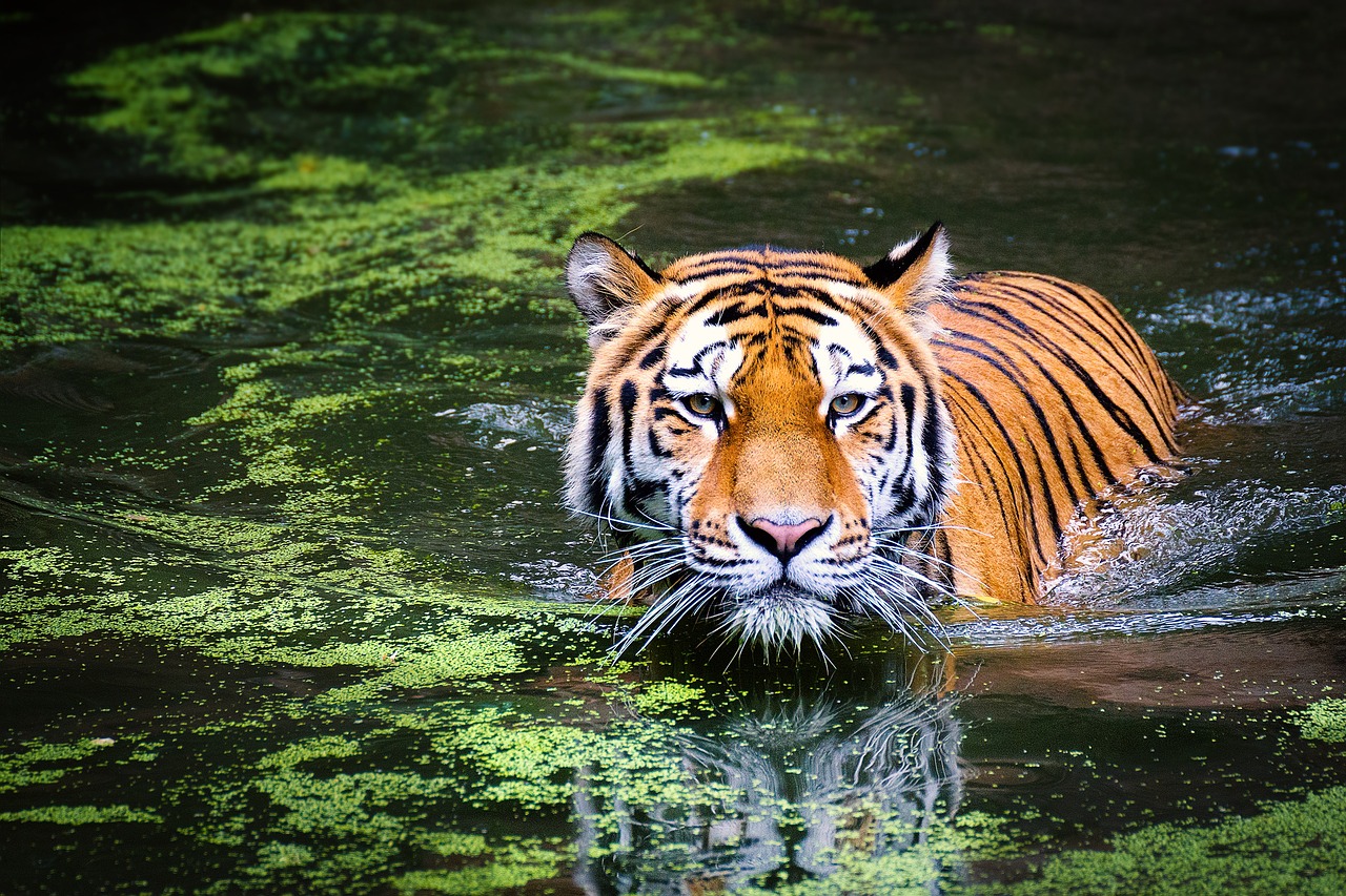 Tigre aparece com sapato na boca e equipe de zoológico descobre corpo na jaula