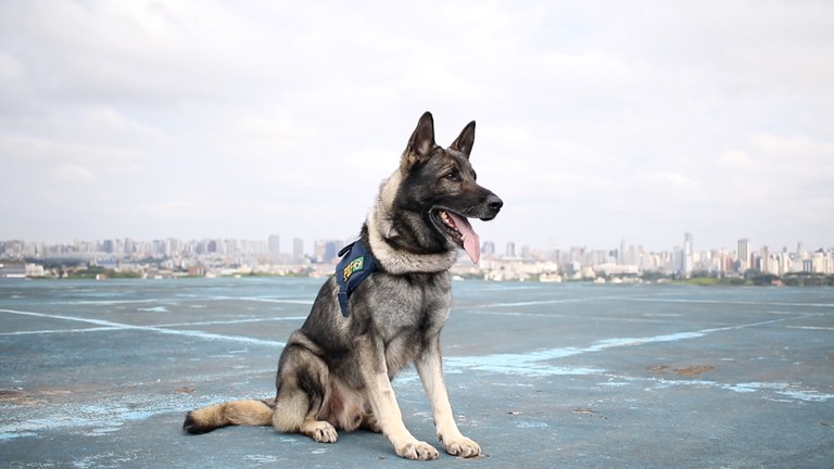 PRF no Paraná busca um novo lar para cão policial aposentado