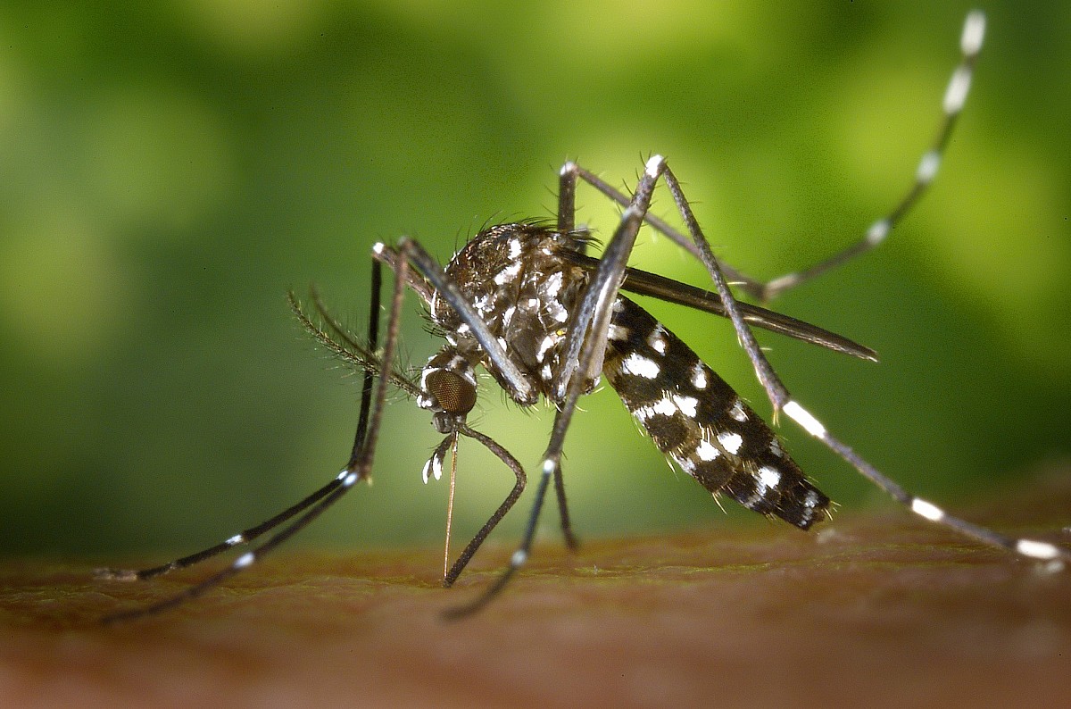 Brasil atinge a preocupante marca de 650 mil casos de dengue