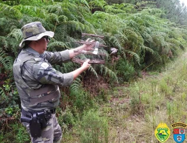 Homem é multado por manter passaros nativos em cativeiro em Jaguariaíva