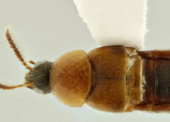 Pesquisadores da UFPR descobrem besouros que podem ajudar a solucionar assassinatos