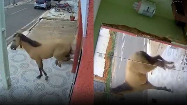 Cavalo quebra porta de consultório odontológico a coices, no Piauí