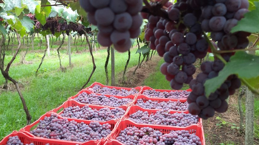 Fesuva encerra edição com quase 30 toneladas de uvas vendidas