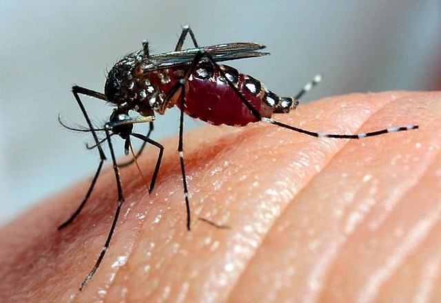 São confirmados 7.238 novos casos e dois óbitos por dengue no Paraná