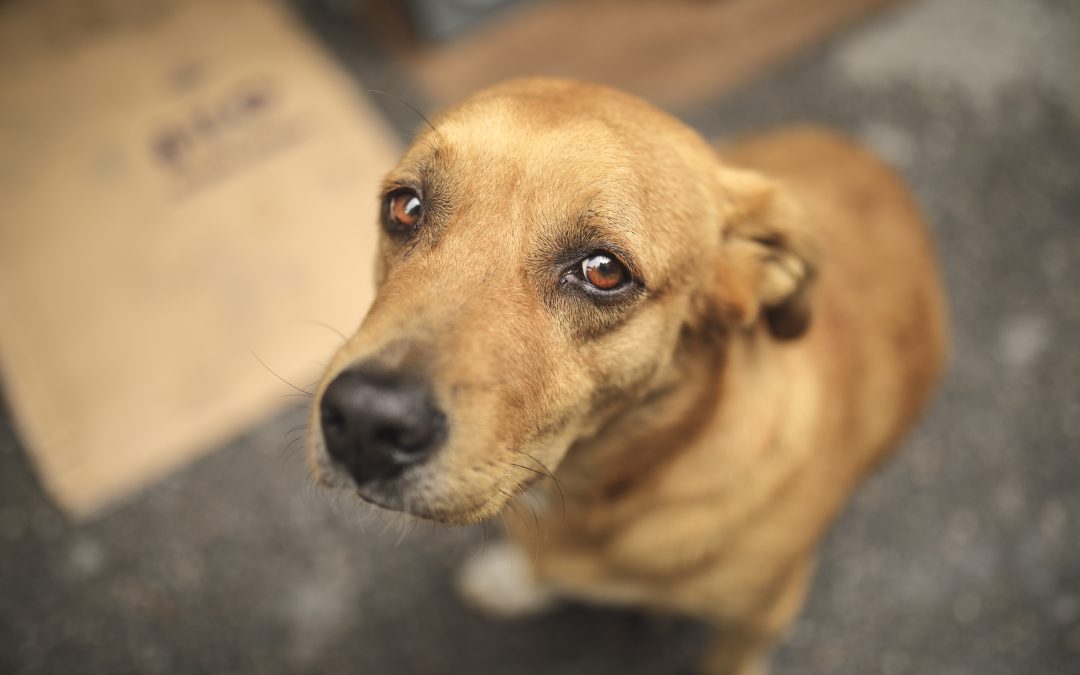 Ministério Público denuncia homem que esfaqueou cachorro em Curitiba