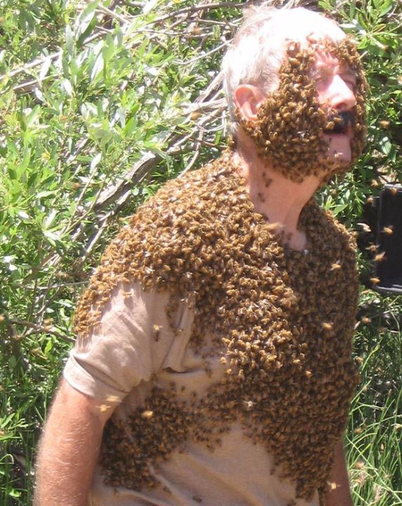 Idoso é encontrado morto após ataque de abelhas no PR