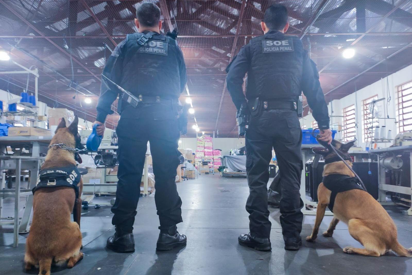 Vinte cães policiais reforçam operações da Polícia Penal do Paraná