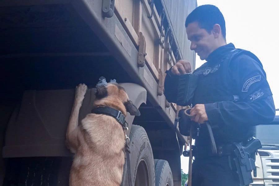 Grupo invade loja e é filmado levando piscina de 7 metros em cima de caminhão no Paraná
