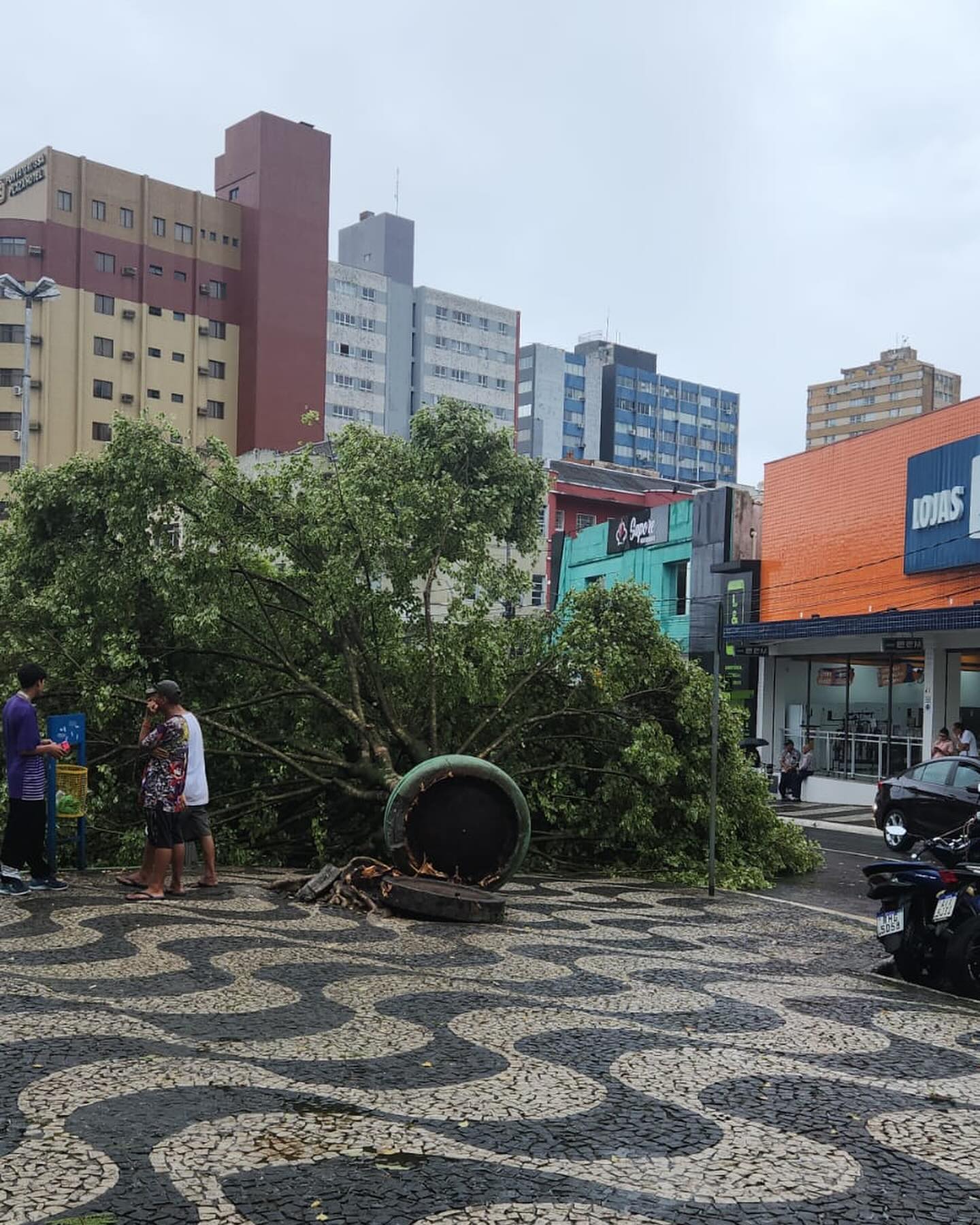 Temporal com ventos fortes derruba árvore em Ponta Grossa