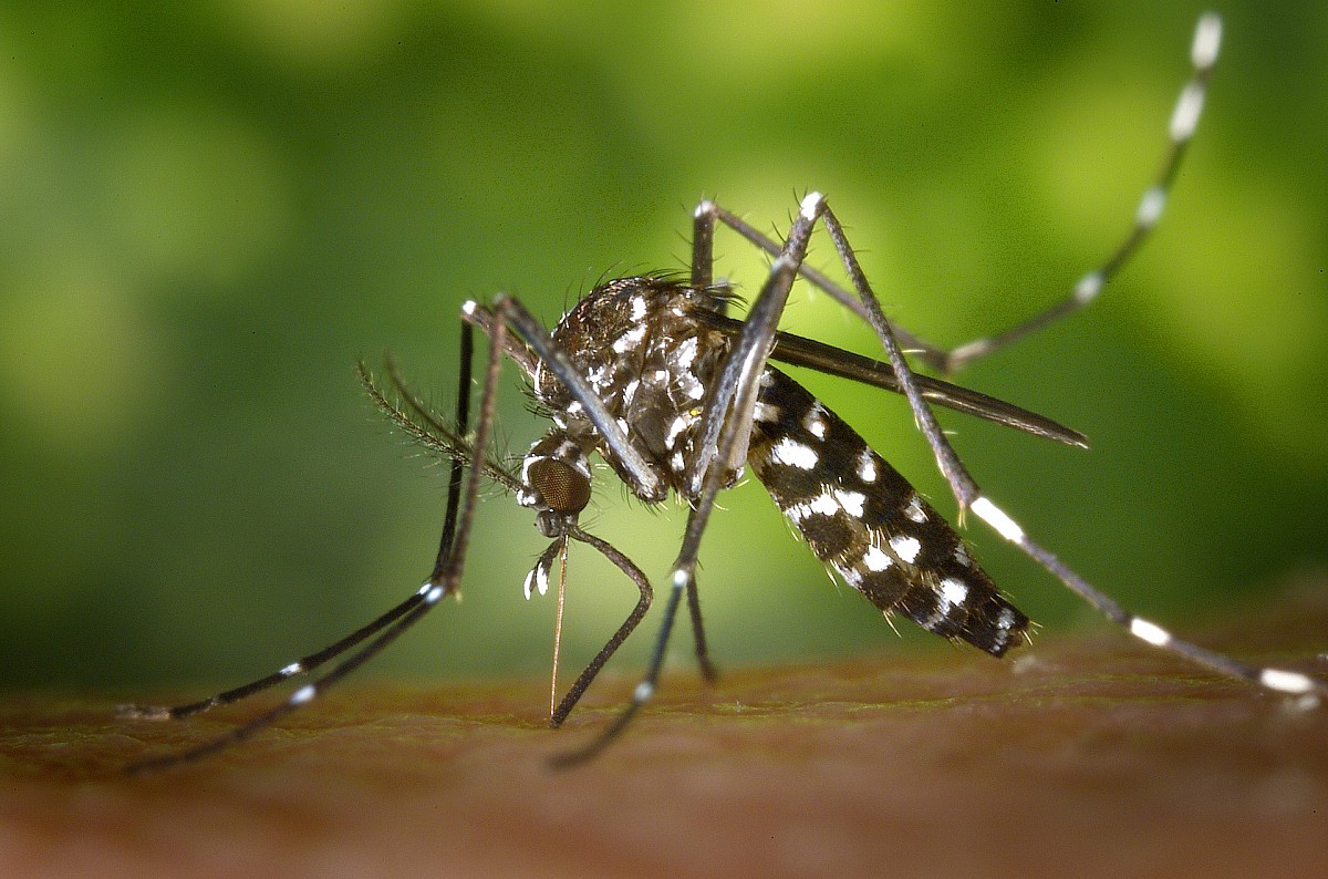 17 cidades do Paraná estão em estado de emergência devido à dengue