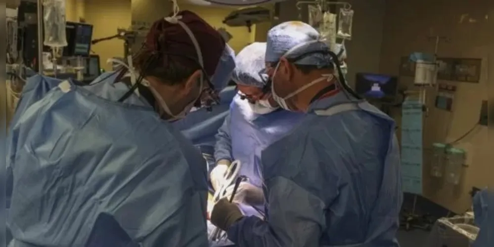 Primeiro transplante com rim de porco em um ser humano é realizado por um brasileiro