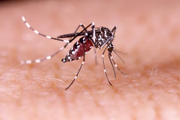 Dengue: casos aumentam mais de 75% em Ponta Grossa