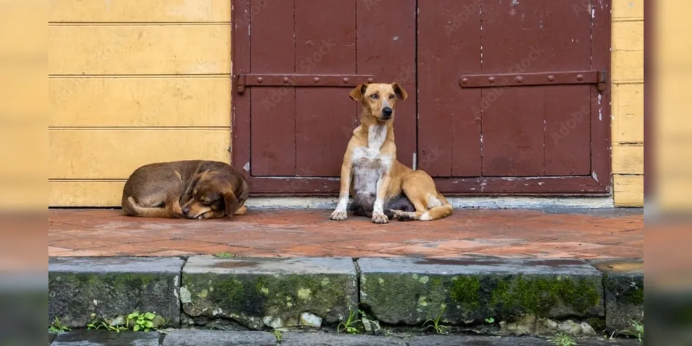 Projeto cultural sobre animais de rua, atua em São João do Triunfo