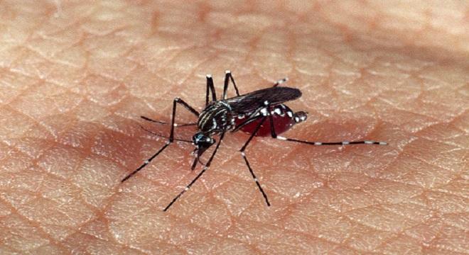 Boletim da dengue confirma 22 mil novos casos e mais 18 óbitos no Estado