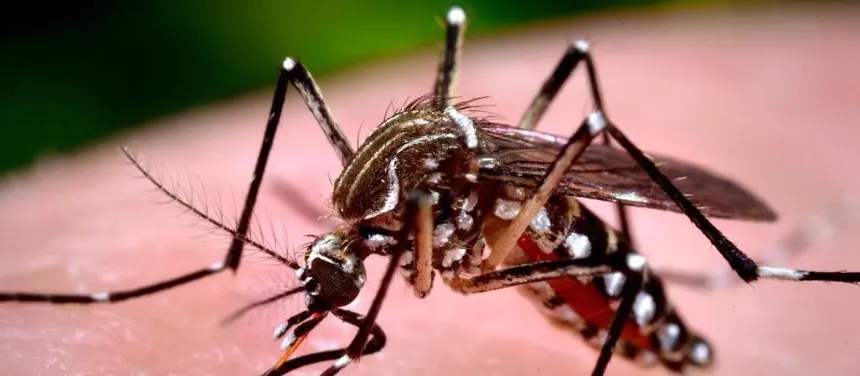 Paraná decreta situação de emergência em saúde por dengue