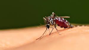 Novo Boletim Epidemiológico da Dengue no Paraná Registra 22,2 Mil Casos e 11 Óbitos